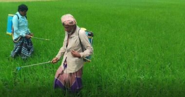 মেহেরপুরে আমন ও আউশ আবাদে মাজরা পোকার আক্রমণ