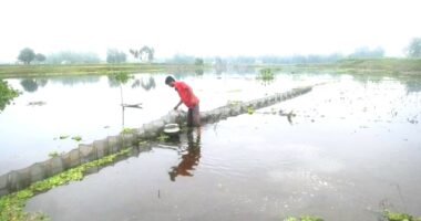 ঘাটাইলে নি*ষিদ্ধ চায়না দোয়ারি জাল দিয়ে মাছ শিকারের