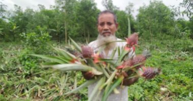 মধুপুরে ৫ হাজার আনারস কেটে ফেলার অভিযোগ 