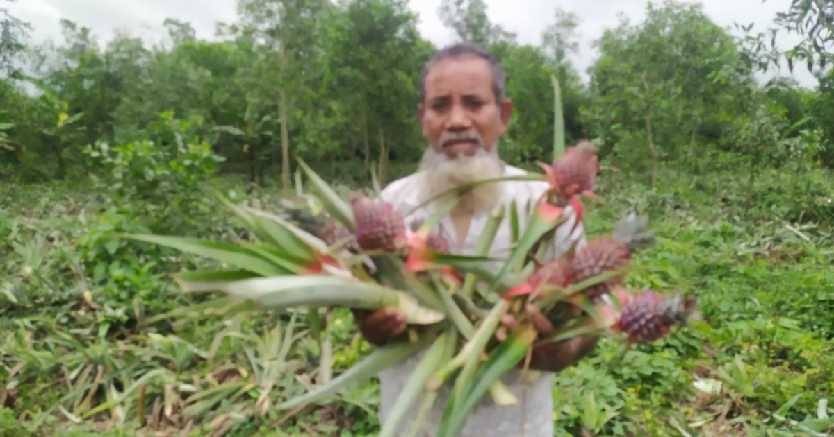 মধুপুরে ৫ হাজার আনারস কেটে ফেলার অভিযোগ 