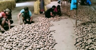 মুন্সিগঞ্জের চাষীরা এখন দিশেহারা, আলু এখন গলার কাঁটা