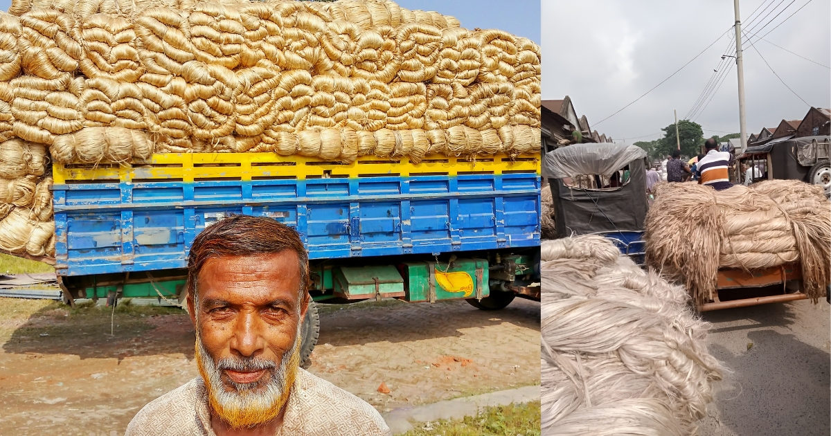 উচ্চ দামে পাটের ঐতিহ্য ফিরছে, চাষে উৎসাহিত কৃষকরা