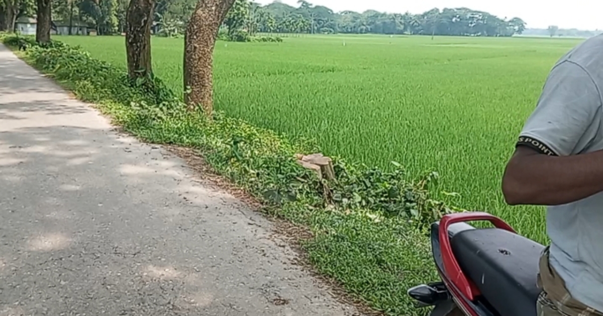 তারাকান্দায় সরকারি রাস্তার গাছ কাটলেন রাতের আঁধারে,ক্ষমতার দাপটে ধরাছোঁয়ার বাহিরে