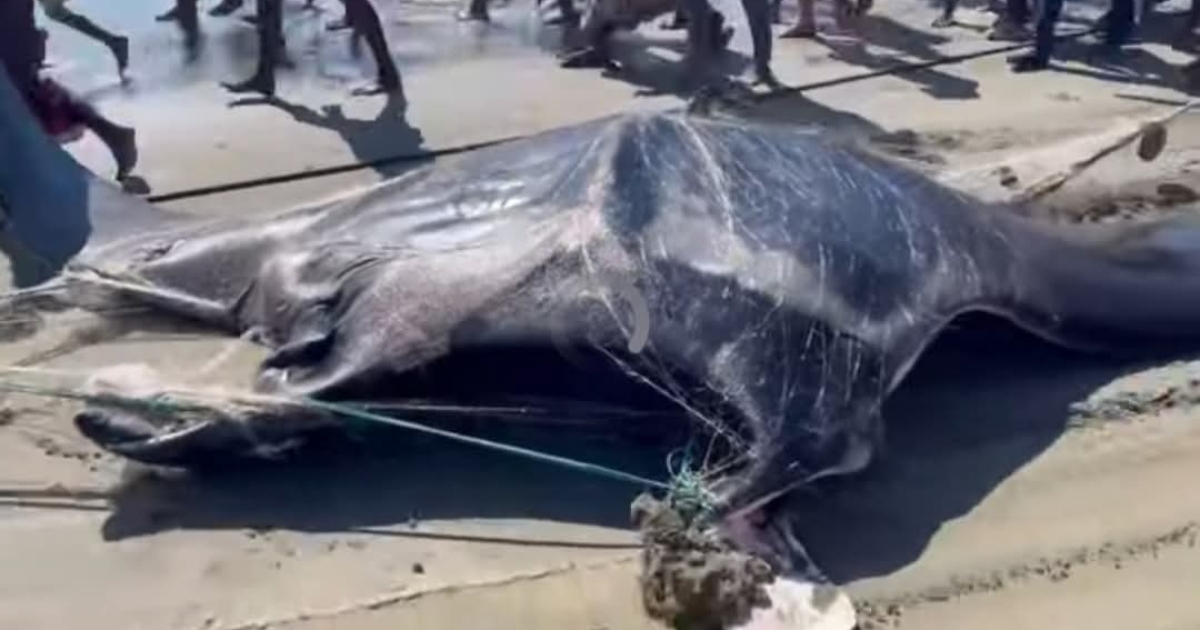 ১৫ মণ ওজনের ‘সিং সোয়াইং’ হাঙ্গর নিয়ে টেকনাফে কৌতূহল