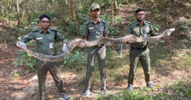 উখিয়ায় লোকালয় থেকে ১৫ ফুট লম্বা বার্মিজ অজগর উদ্ধার