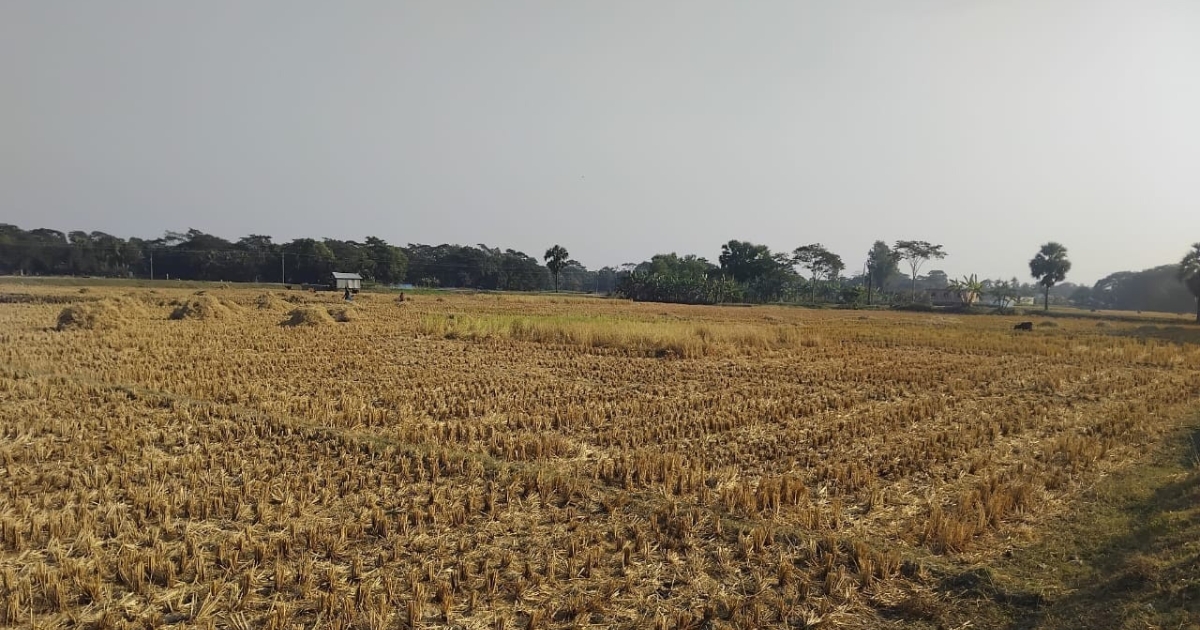 মুচলেকা অমান্য করে আমতলীতে কৃষকের জমির ধান কেটে নেওয়ার অভিযোগ