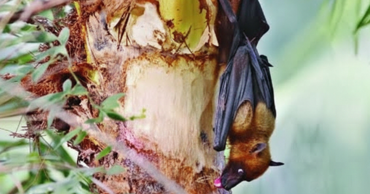ভারতের পশ্চিমবঙ্গের নিপাহ ভাইরাসের ব্যাপক প্রাদুর্ভাব বাংলাদেশে বাড়ছে উদ্বেগ