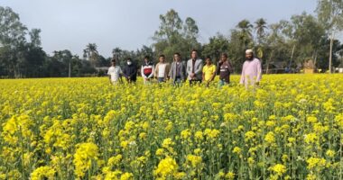 ডোমারে ক্লাস্টার আকারে সরিষার আবাদ