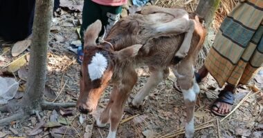 লালমোহনে ৬ পা নিয়ে বাছুরের জম্ম, উৎসুক জনতার ভীর