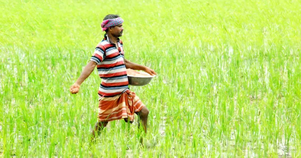 লালমনিরহাটে ৭৭% বেশি দামে সার বিক্রি সিন্ডিকেটে জিম্মি কৃষক