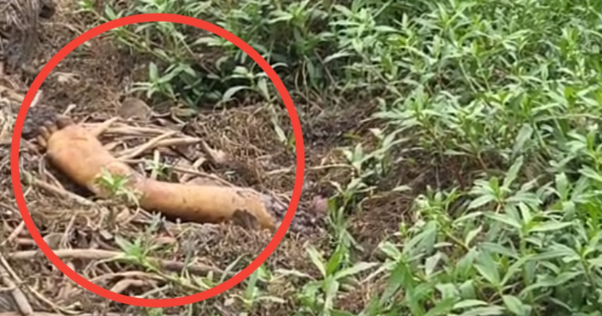 গাজীপুর ধানক্ষেতে মানুষের বিচ্ছিন্ন পা, আতঙ্কে স্থানীয়রা