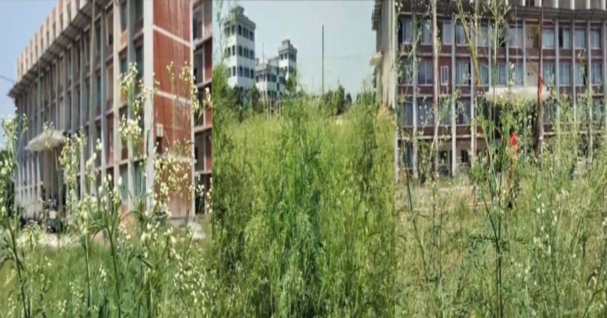 নলডাঙ্গায় ছড়িয়ে পড়ছে বিষাক্ত উদ্ভিদ - সাইলেন্ট কিলার পার্থেনিয়াম