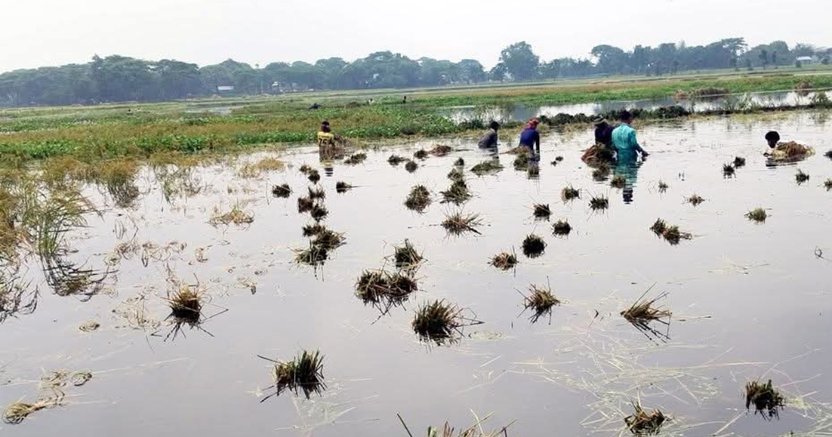 সোনালি ফসল এখন পানির নিচে, নান্দাইলে কৃষকের হাহাকার