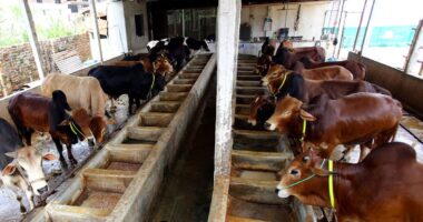 কোরবানীর জন্য প্রস্তুত এক লাখ ৭২ হাজার গবাদি পশু মেহেরপুরে ব্যস্ত সময় পার করছেন খামারীরা