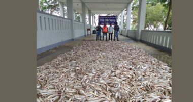 পটুয়াখালীর মহিপুরে কোস্ট গার্ডের অভিযানে বিপুল পরিমাণ সামুদ্রিক মাছ জব্দ