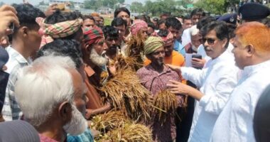 মলিন মুখে পচা ধান মন্ত্রীকে দেখালেন হাওরের কৃষক
