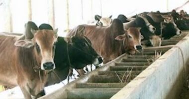 মুন্সিগঞ্জে কোরবানির জন্য প্রস্তুত ৬৭ হাজার পশু, উদ্বৃত্ত থাকবে প্রায় ৭ হাজার