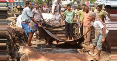 কুরবানির পশুর চামড়ার দাম নির্ধারণ করেছে সরকার, প্রতি বর্গফুট ৬২ থেকে ৬৭ টাকা
