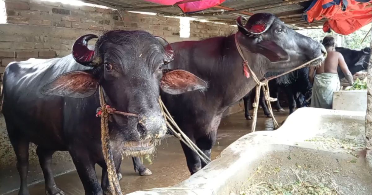 গাংনীতে গরুর খামার থেকে মহিষের খামার
