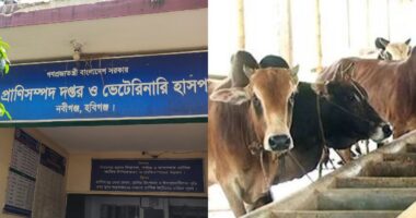 নবীগঞ্জে শেষ মুহূর্তে চলছে কোরবানির পশু প্রস্তুতি, স্বপ্ন বুনছেন কৃষক-খামারিরা