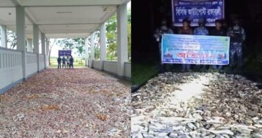 মহিপুর ও রাঙ্গাবালীতে পৃথক অভিযানে বিপুল পরিমাণ সামুদ্রিক মাছ জব্দ