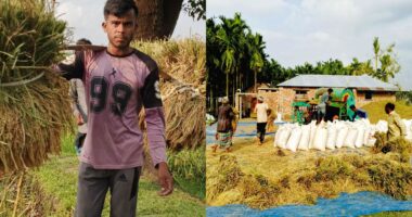 ডোমারে মেশিনে ইরি ও বোরো ধান কাটা ও মাড়াইয়ে ব্যস্ত চাষিরা