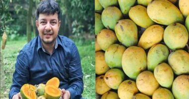 আম বিক্রি থামাতে নতুন ষড়যন্ত্র করছে জামায়াত-শিবির: তারেক রহমান