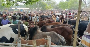 গাংনীর হাটে গরু আমদানী বেশি ক্রেতা কম