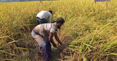 কৃষকের ঘরে নতুন ধান সঙ্গে ঢুকছে ঋণের চাপ