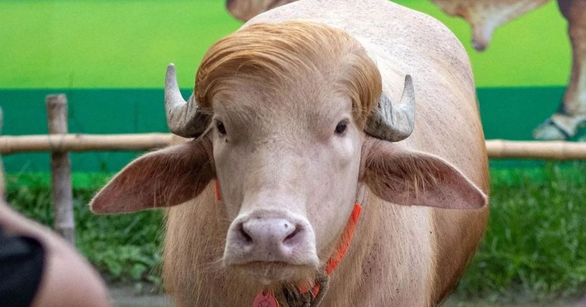 বাংলাদেশের ‘ডোনাল্ড ট্রাম্প’কে নিয়ে আসল ট্রাম্পকে খোঁচা দিল ইরান