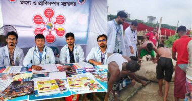 রাজধানীর পশুর হাটে সেবায় শেকৃবির ভেটেরিনারি শিক্ষার্থীরা