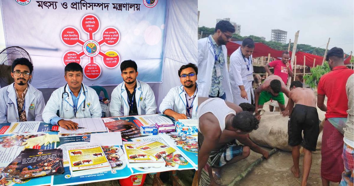 রাজধানীর পশুর হাটে সেবায় শেকৃবির ভেটেরিনারি শিক্ষার্থীরা