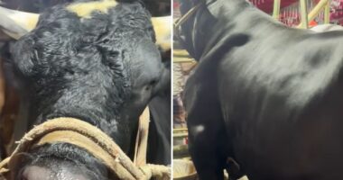 ‘বেশি চিল্লায় আর খায়' তাই নাম রাখছি নাসিরুদ্দিন পাটোয়ারী