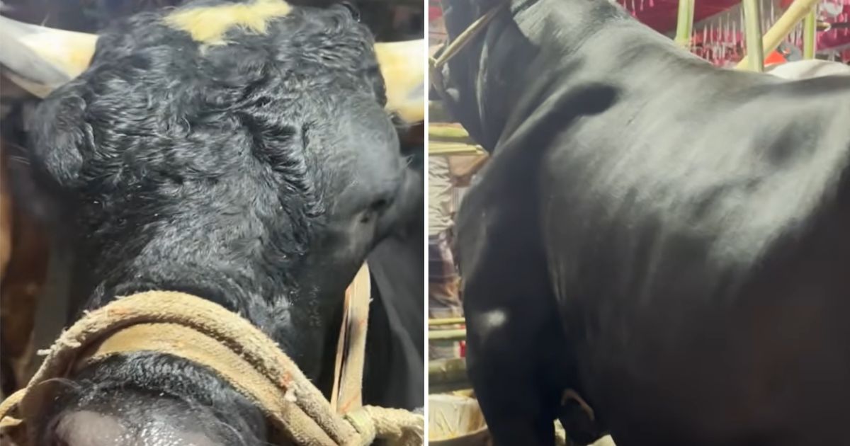 ‘বেশি চিল্লায় আর খায়' তাই নাম রাখছি নাসিরুদ্দিন পাটোয়ারী