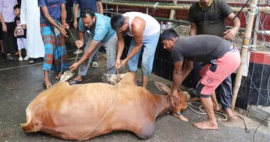 মহান আল্লাহর সন্তুষ্টি লাভের আশায় সারাদেশে দ্বিতীয় দিনেও হচ্ছে পশু কোরবানি