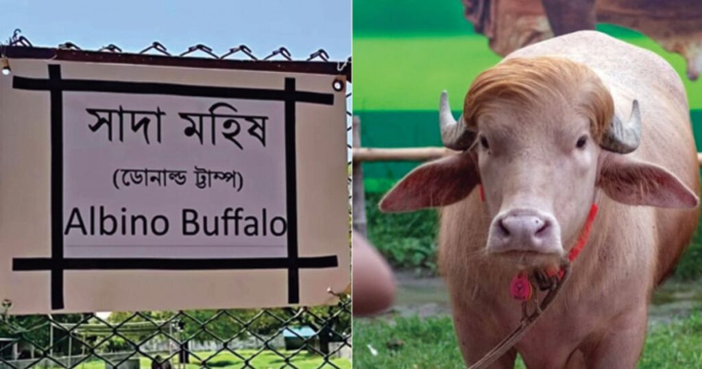 ‘ডোনাল্ড ট্রাম্প’ মহিষের নামের বানান ভুল, চিড়িয়াখানার কিউরেটরকে বদলি