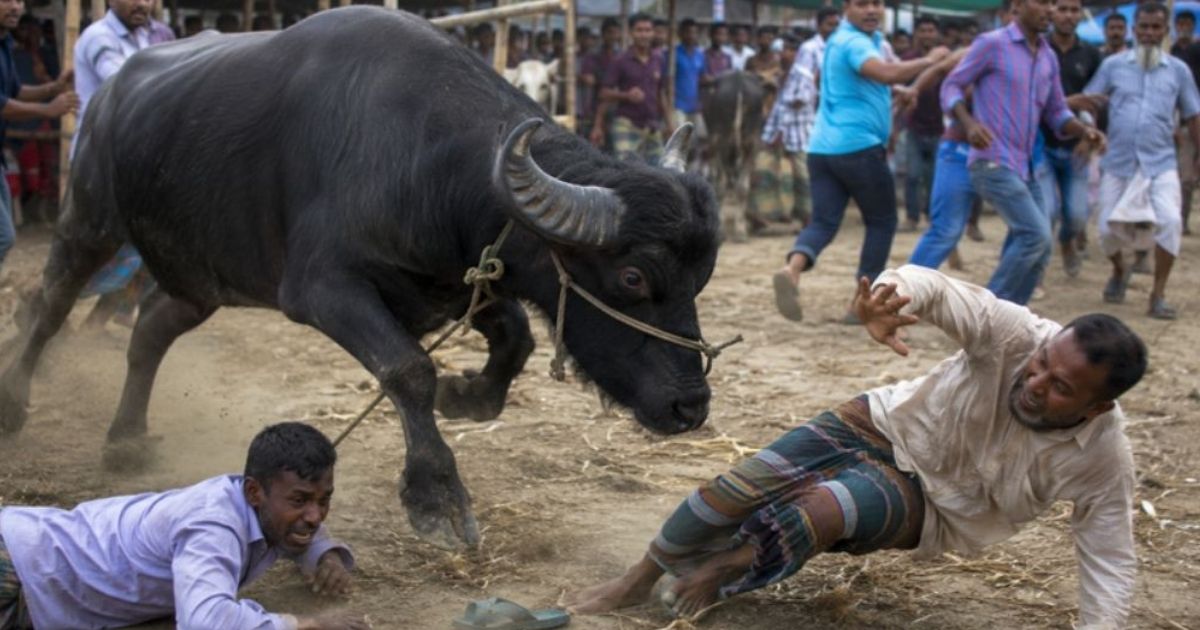 জামালপুরে পশুর হাটে ক্ষিপ্ত মহিষের আক্রমণে নিহত ২