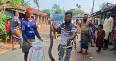 সীমান্তঘেঁষা দুর্গাপুরে বিশাল অজগর, পরে বনে অবমুক্ত