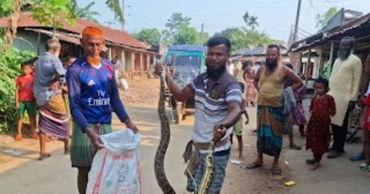 সীমান্তঘেঁষা দুর্গাপুরে বিশাল অজগর, পরে বনে অবমুক্ত
