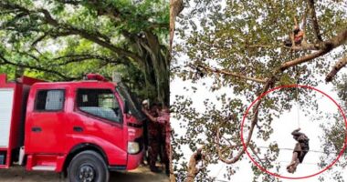 বটগাছের মগডালে সাত ঘণ্টা বসে ছিলেন যুবক, নামাতে নাকাল ফায়ার সার্ভিস