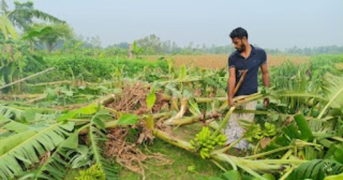 রাতের আঁধারে কুপিয়ে নষ্ট ৯০০ কলাগাছ, মাথায় হাত দুই খামারির