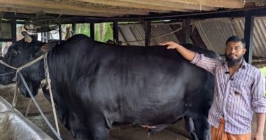 খালেদা জিয়াকে ‘কালো মানিক’ উপহার দিতে চাওয়া সোহাগ গ্রেফতার