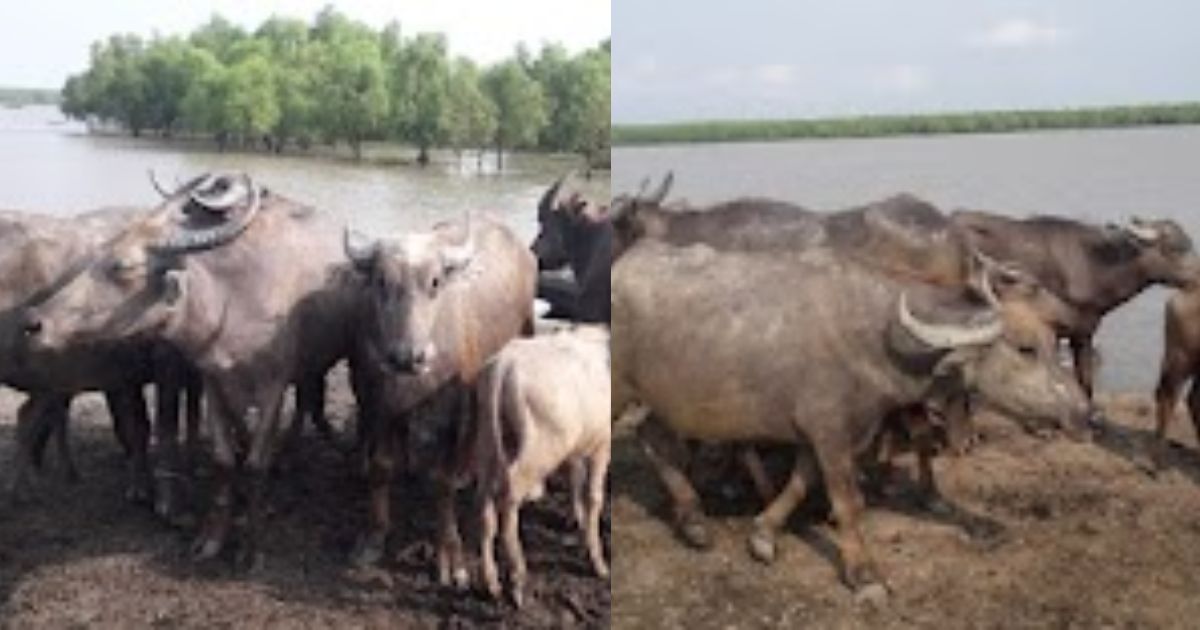 লুট হওয়া ১৫ মহিষ উদ্ধার, থানায় মামলা