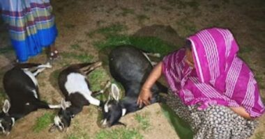মৃত ছাগল নিয়ে থানায় মালিকের অভিযোগ