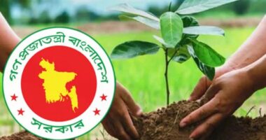 ২৫ কোটি গাছ রোপণে বছরে ১ বিলিয়ন ডলার আয়ের সম্ভাবনা: সরকারি প্রতিবেদন