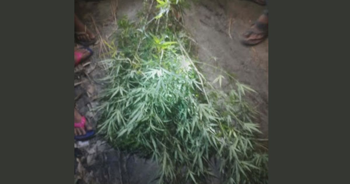 নেত্রকোনায় চাষ করা গাঁজা গাছ সহ যুবক আটক