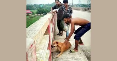কুকুরকে ইট বেঁধে নদীতে নিক্ষেপ: ভাইরাল ভিডিওর মূল অভিযুক্ত গ্রেপ্তার