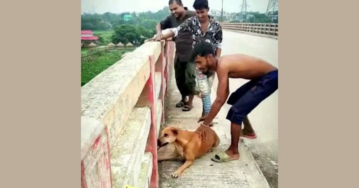 কুকুরকে ইট বেঁধে নদীতে নিক্ষেপ: ভাইরাল ভিডিওর মূল অভিযুক্ত গ্রেপ্তার