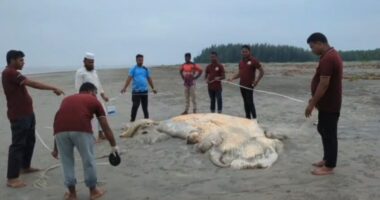 কুয়াকাটা সৈকতে ভেসে এলো ৫৬ ফুটের বিশাল মৃত বেলিন তিমি