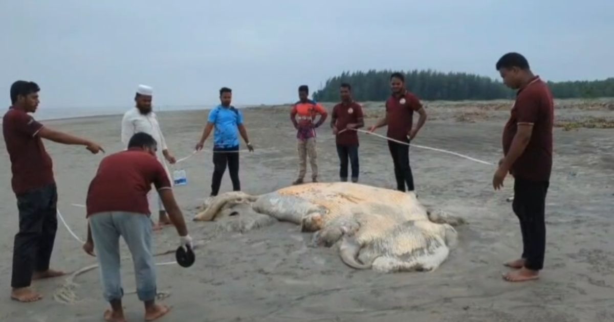 কুয়াকাটা সৈকতে ভেসে এলো ৫৬ ফুটের বিশাল মৃত বেলিন তিমি